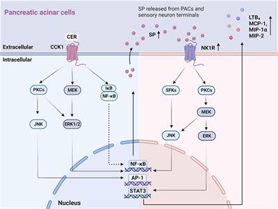 Molecular mechanisms of pain in acute pancreatitis: recent basic research advances and therapeutic implications